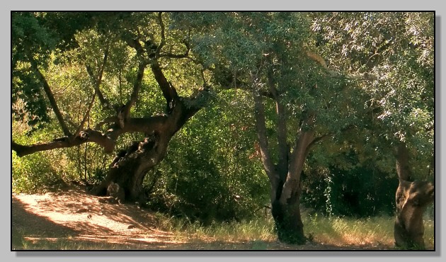 Quercus ilex / leccio